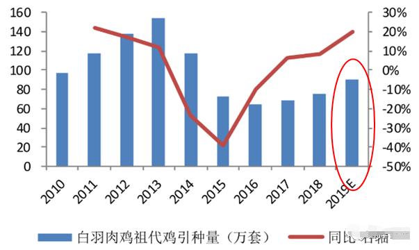 毛鸡最新价格动态与市场走势分析