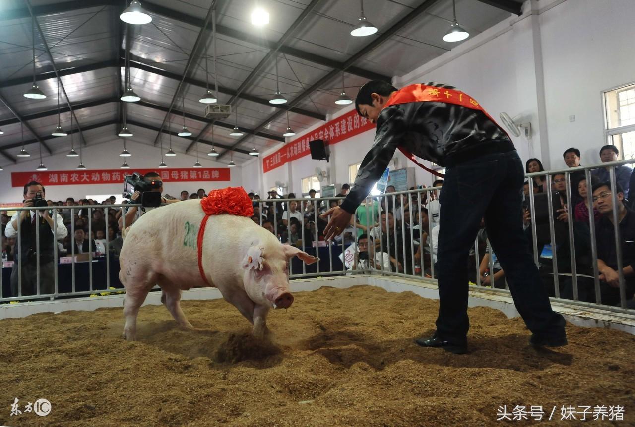 今日猪肉价格走势分析，市场动态与市场预测