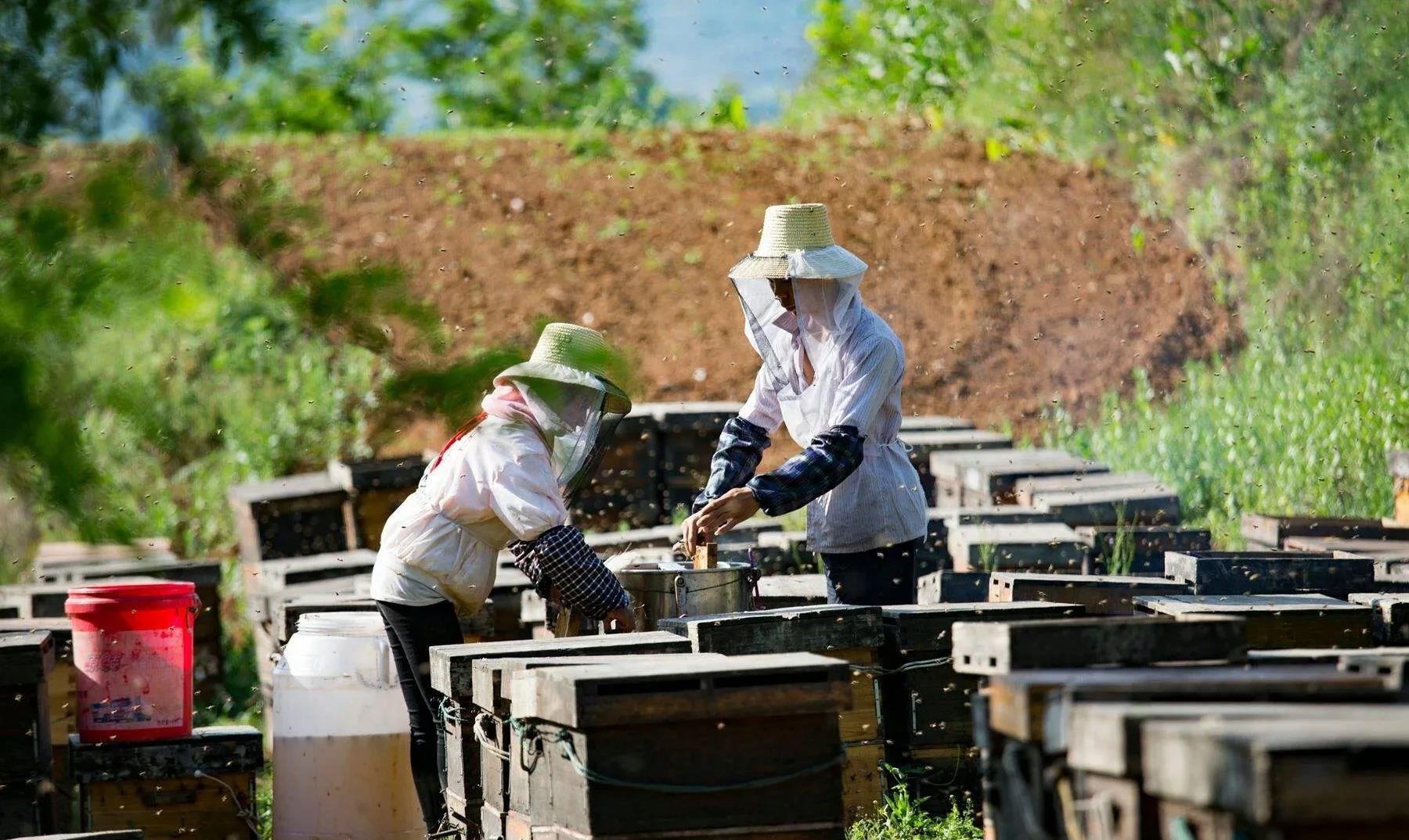 白糖价格走势分析，最新消息与市场预测